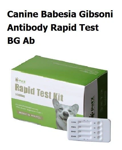 Canine Babesia Gibsoni Antibody Rapid Tesr BG Ab